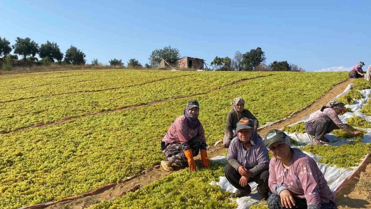 Sumalık üzümde fiyat düştü üreticiler kurutmaya yöneldi