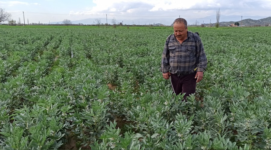 Taze baklanın hasadı gecikti