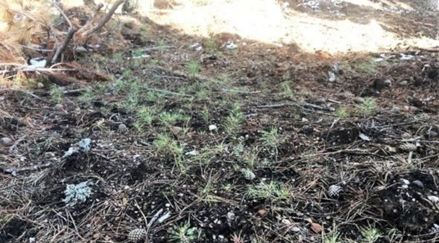 Toprakla buluşan karaçam tohumlarında ilk çimlenmeler