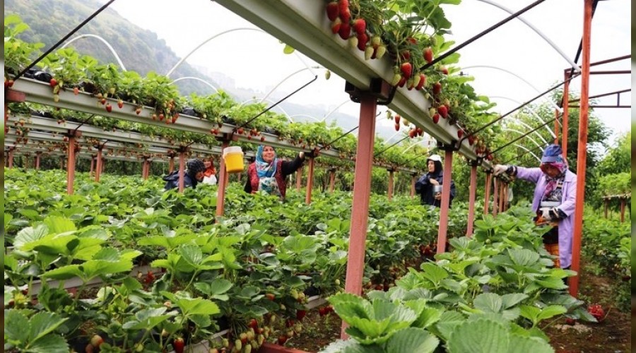 Topraksız çilek tarımıyla kazancını dörde katladı