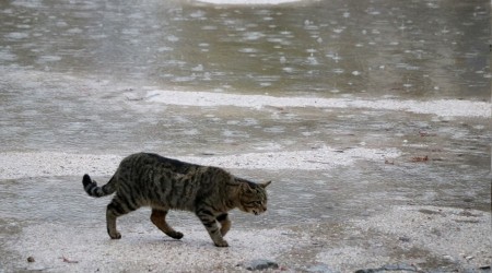 Trakya'da sağanak başladı