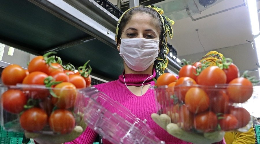 Türkiye'nin sebze ihtiyacı için gece gündüz demeden çalışıyorlar