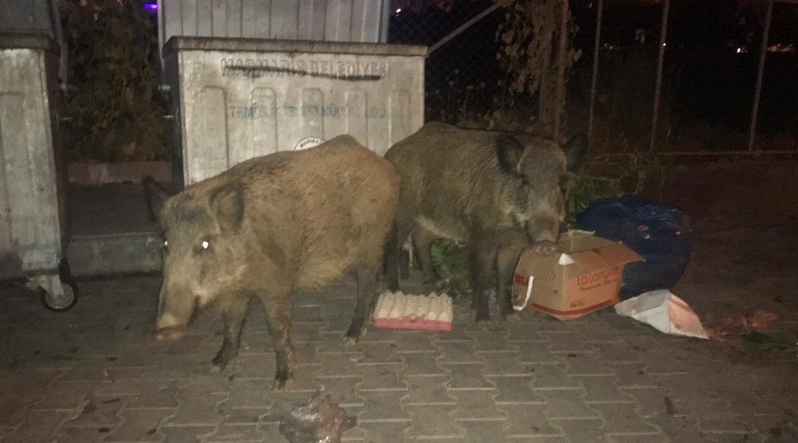 Yaban Domuzları plajda yiyecek arıyor