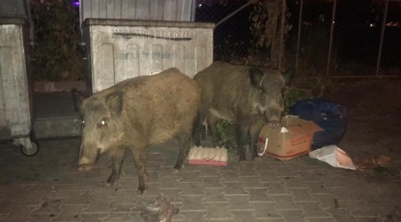 Yaban Domuzları plajda yiyecek arıyor