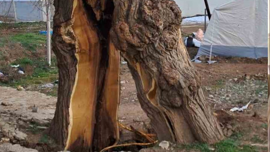 Yaşanan depremde ağaç ikiye bölündü