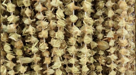 Yaşı 20, kurusu 230 TL