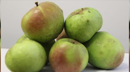 'Yomra elması' tescillendi