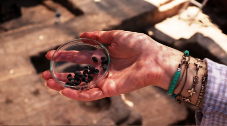 Zeytincilik tarihi gün yüzüne çıkarılıyor