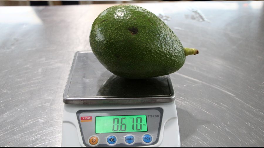 610 gramlık avokado ile 3 bin TL kazandı!