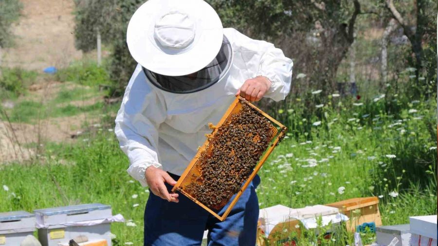 Adana'da bal üreticileri bu sene rekor bekliyor