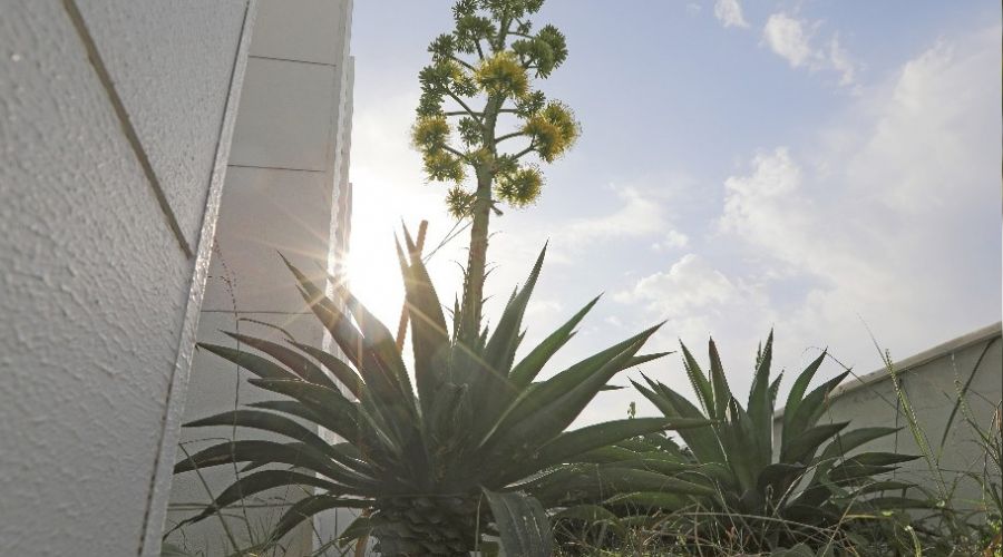 'Agave' bitkisi koruma altında