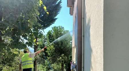 Amerikan beyaz kelebeği ile mücadele sürüyor