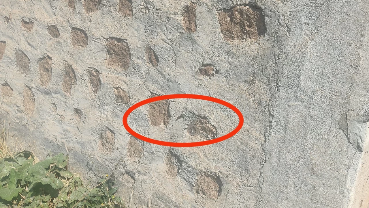 Anadolu’ya has kertenkele tehdit altında