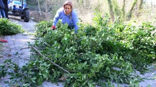 Antalya'dan tm dnyaya ihra ediliyor