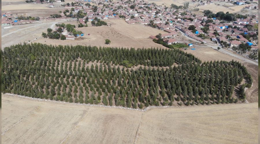 Arabasını satarak büyüttüğü orman, mahallesine nefes oldu