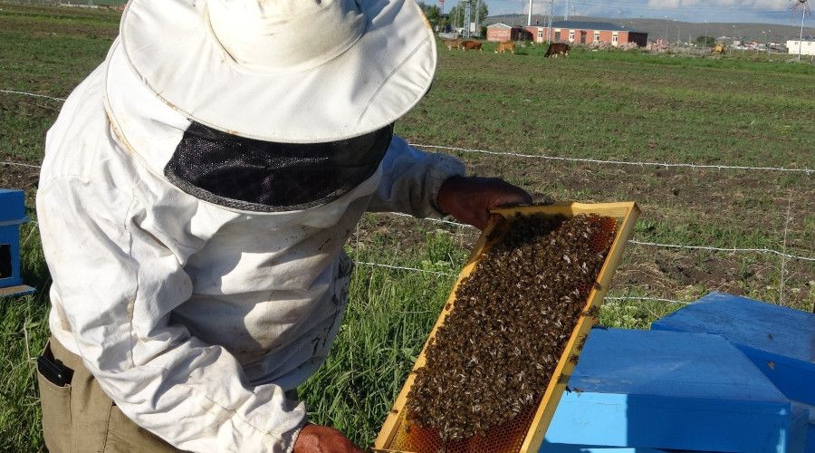 Arıcıların kuraklık endişesi