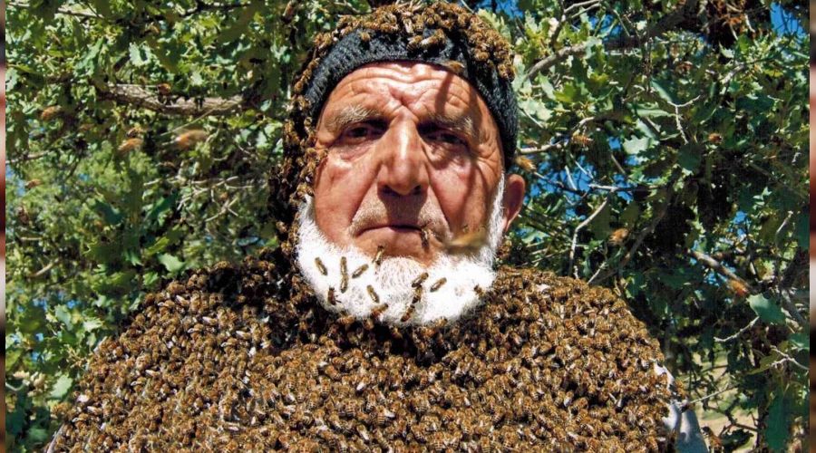 Arılarla iç içe maskesiz çalışıyor