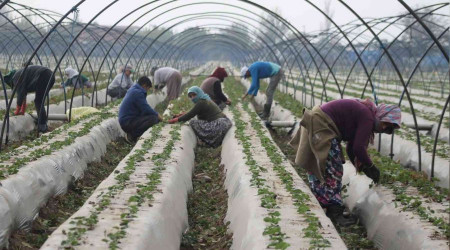 Aydın'da kuraklık çileği de etkiledi