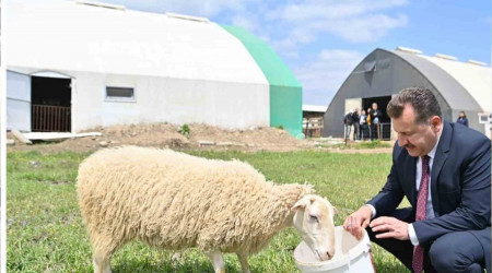 Balıkesir hayvancılığın en iyisi olma yolunda