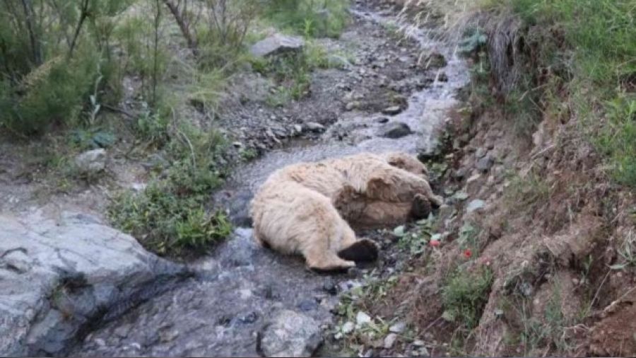 Beyaz ayı çobana saldırdı