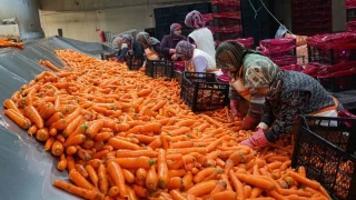 Beypazarı'nda havuç mesaisi başladı
