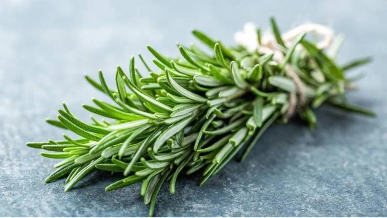 Biberiye ve adaçayındaki bileşik Alzheimer tedavisinde çığır açabilir