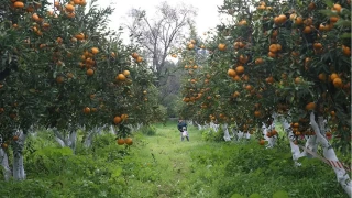 Bodrum'da turizmin gölgesinde tarım