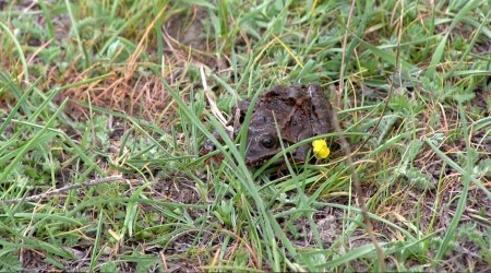 Bolkar Dağları dünyada tek ötmeyen kurbağaya ev sahipliği yapıyor