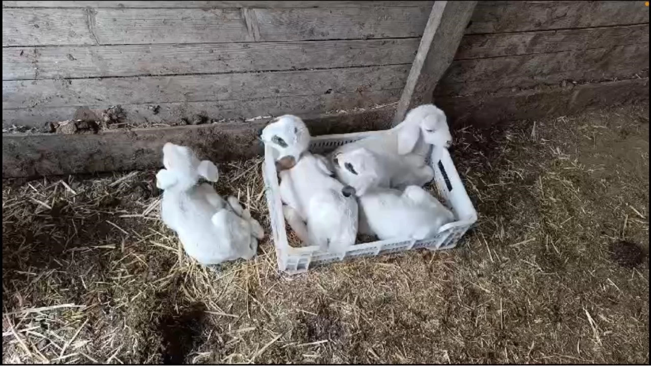 Burdur'da bir koyun tek seferde 4 erkek kuzu dourdu