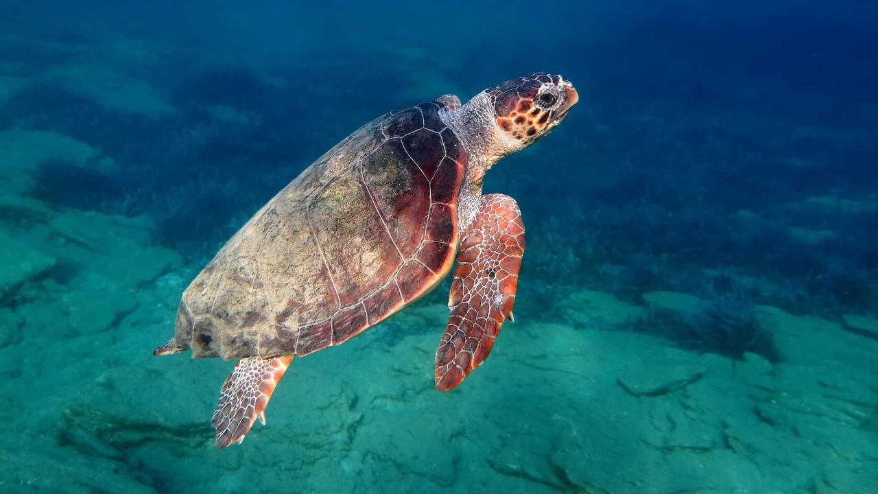 Caretta caretta: Deniz kaplumbaalar arasnda bir simge