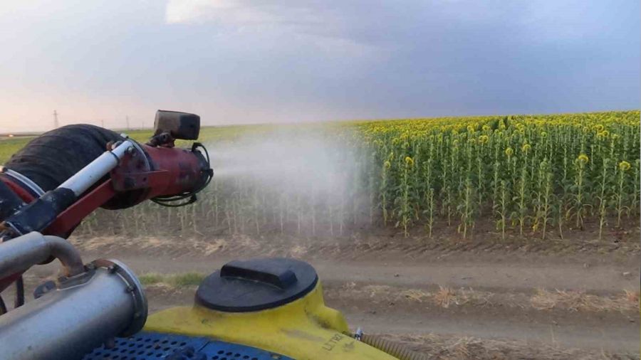Çekirge istilasına karşı ilaçlama çalışması başlatıldı