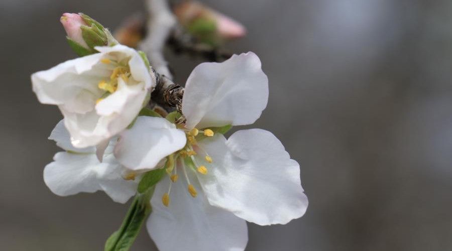 Cemre havaya düşecek