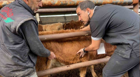 DEÜ'lü uzmanlardan deprem bölgesinde şap virüsü uyarıları