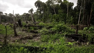 Dnyann akcieri: Amazon ormanlar 