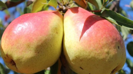 Eğirdir MAREM'in 6 Armut Çeşidi Tescillendi