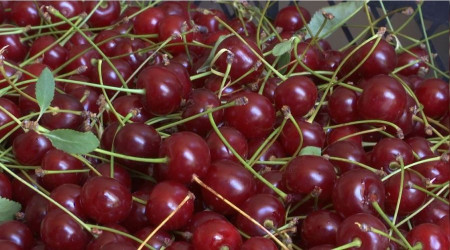 Elazığ vişnesi tescillendi