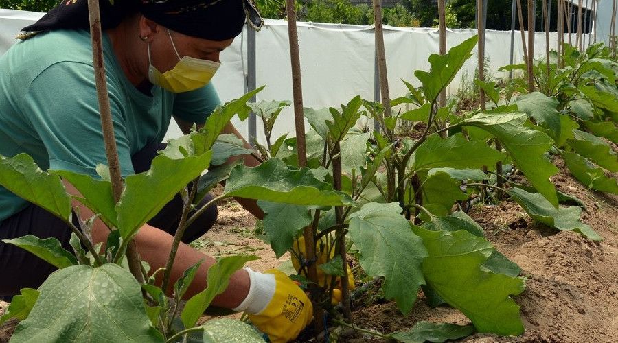 Ev hanımı serasından ilk hasadını alacağı günü bekliyor
