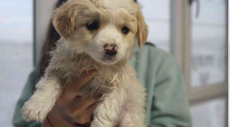 Evcil hayvanı olanlar dikkat, son tarih 31 Aralık