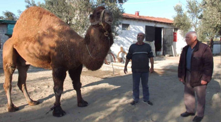 Güreş develeri antrenmana başladı