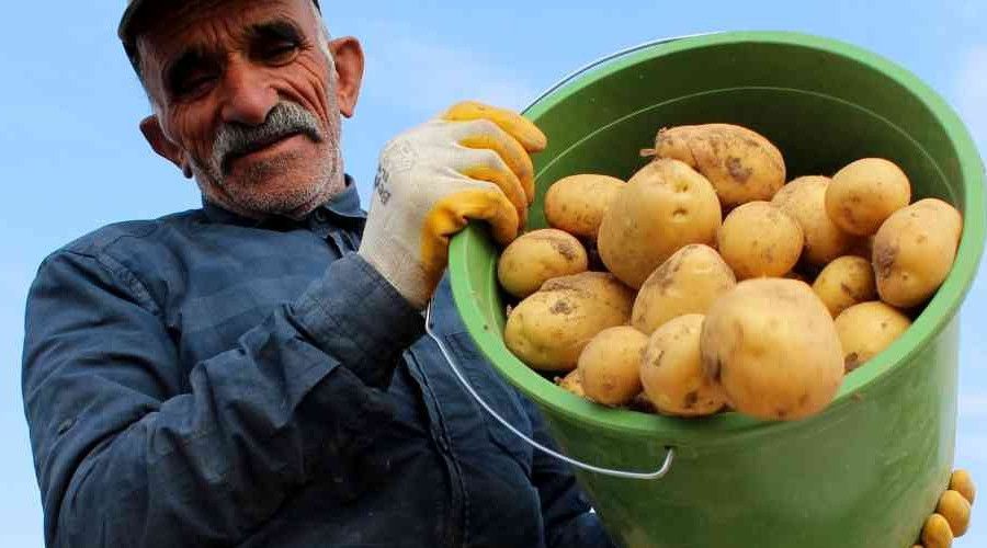 Hasatta son günler, tarlada 2 markette 5 lira