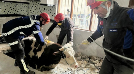 Hatay'da enkaz altında kalan inek kurtarıldı
