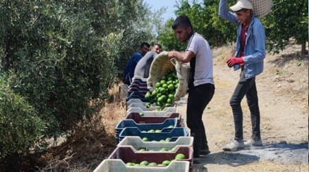 Hatay'da erkenci cins mandalina hasadı başladı
