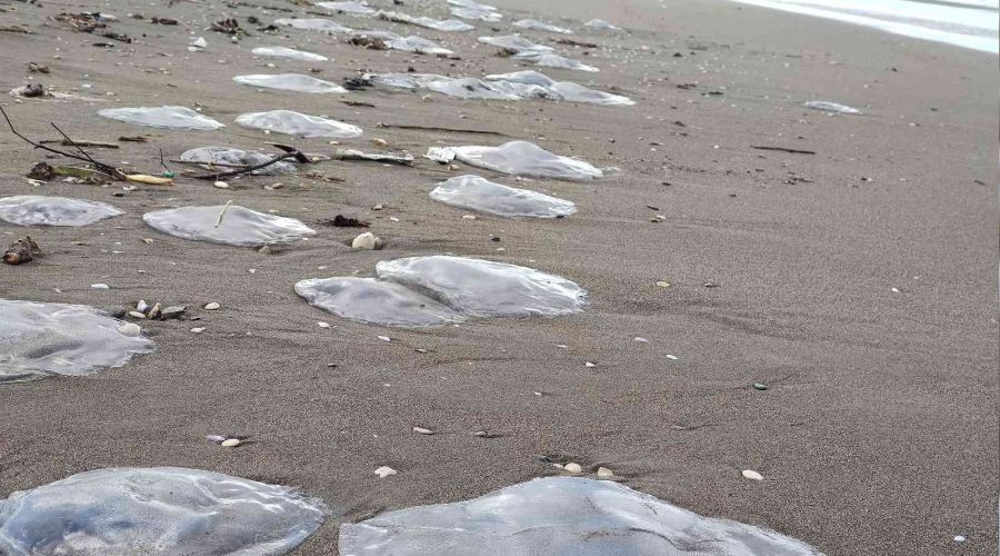 Hatay'da yüzlerce ölü denizanası sahile vurdu