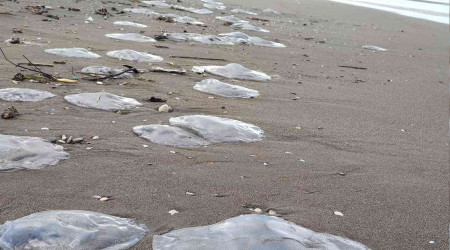 Hatay'da yüzlerce ölü denizanası sahile vurdu
