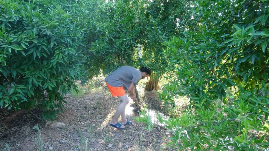 Hem ağaçları hem kendilerini suluyorlar