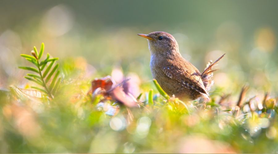 İmam Ali Kur’ân’ın kayyimiydi