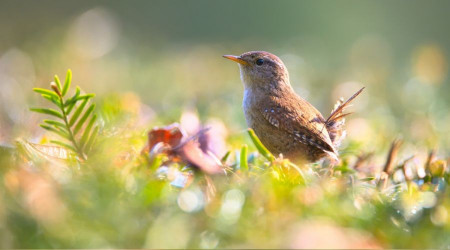 İmam Ali Kur’ân’ın kayyimiydi