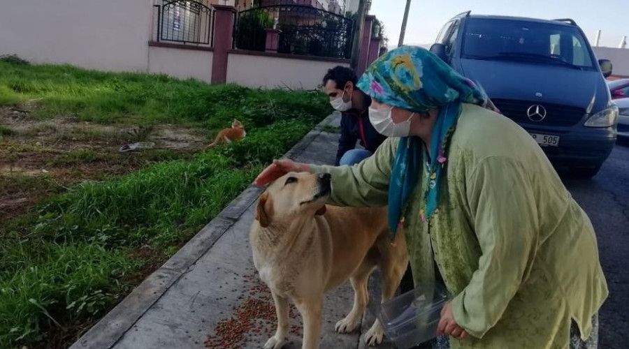 zmir'de sokak hayvanlar iin 100 ton mama