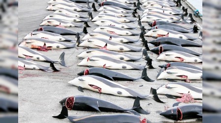 Japonya'da yunus avı başladı