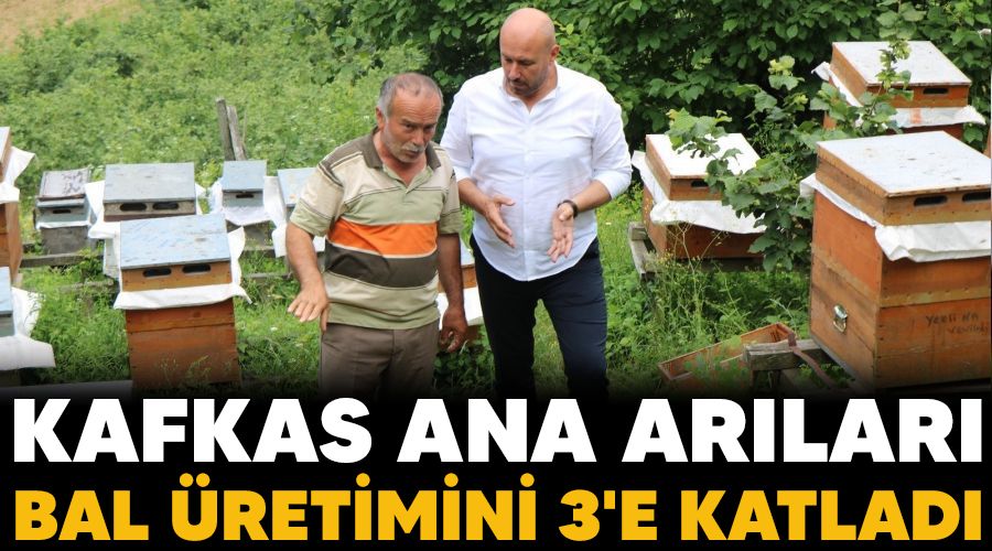 Kafkas ana arıları bal üretimini 3'e katladı